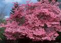 American dogwood,florida dogwood,flowering dogwood ,indian arrowwood,white cornel